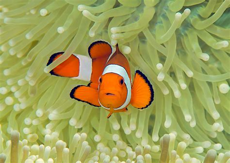 Common clown fish .